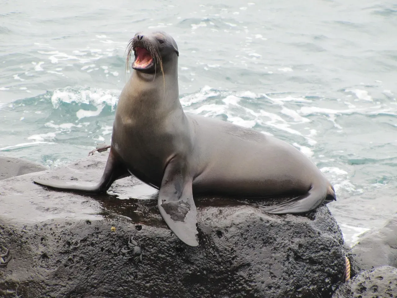 5. Sea Lions: The Ocean's Problem-Solving Champions (Image Credits: Pixabay)