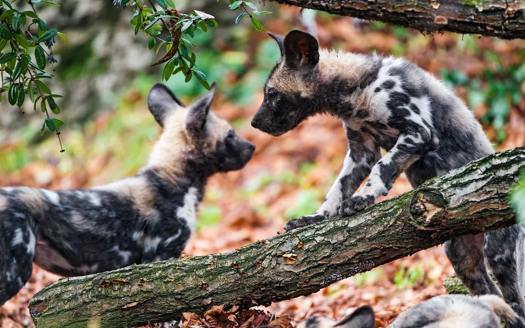 10. African Painted Dog: Cooperative Care at Its Best (Image Credits: Flickr)