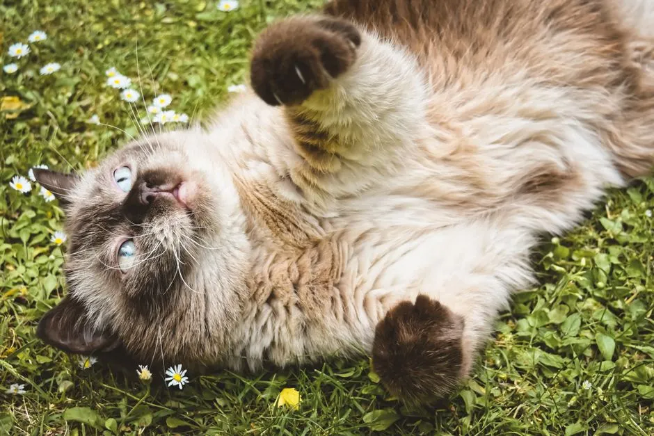 4. Playtime Still Lights Them Up (Even If They’re Older) (Image Credits: Pexels)