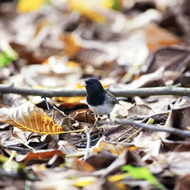 #17 - Turn One Corner into a Leaf-Litter Buffet (Image Credits: Pexels)