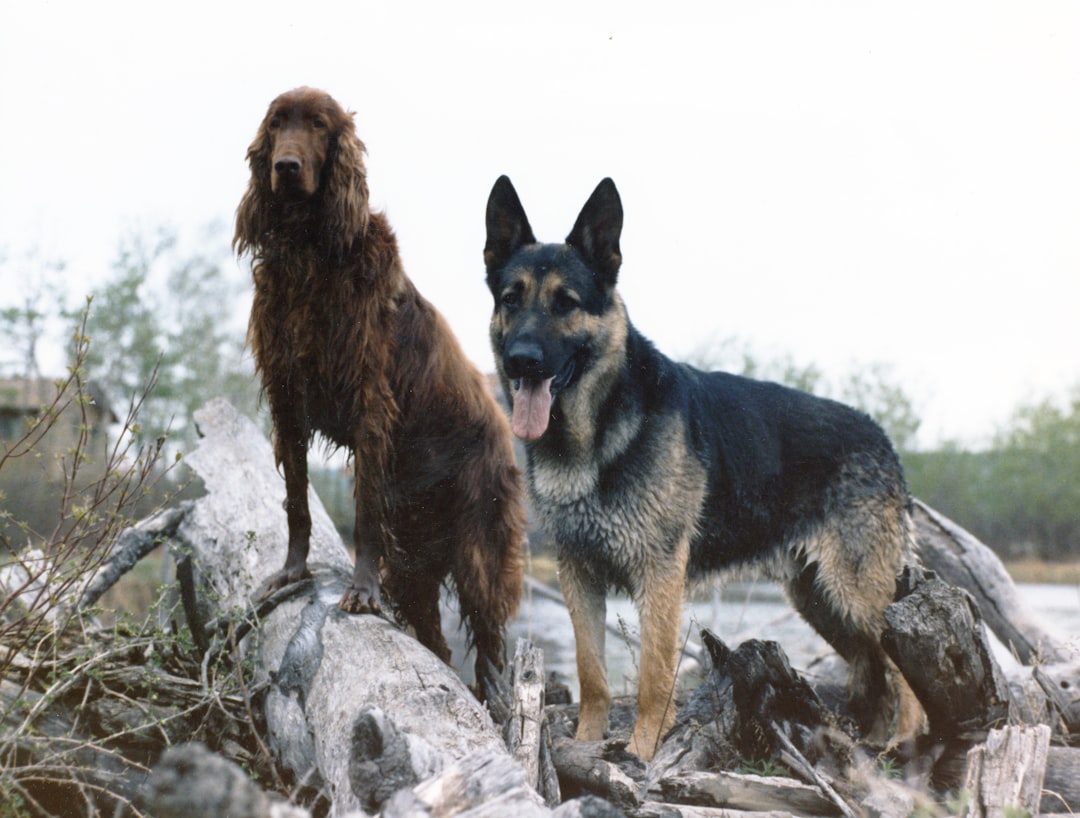 Dogs: The Hidden Trigger Behind Moose Attacks (Image Credits: Unsplash)