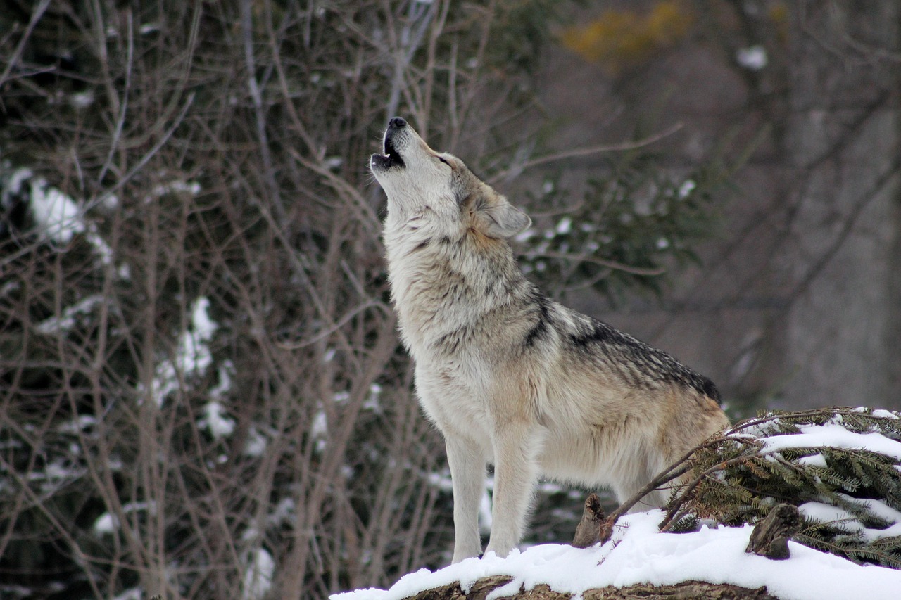The Ancient Folklore Behind Wolf Weather Predictions (Image Credits: Pixabay)