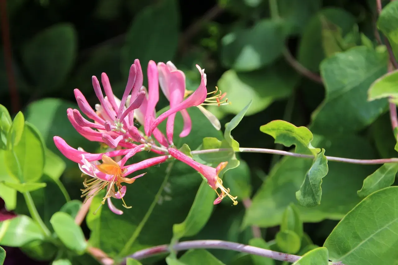 2 - Honeysuckle (Lonicera) (Image Credits: Pixabay)