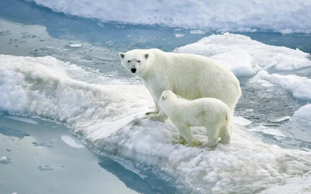 3. The Polar Bear: Fasting for Love in the Arctic (tableatny, Flickr, CC BY 2.0)