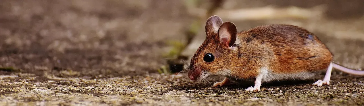 Aries: Pygmy Jerboa (Image Credits: Pixabay)