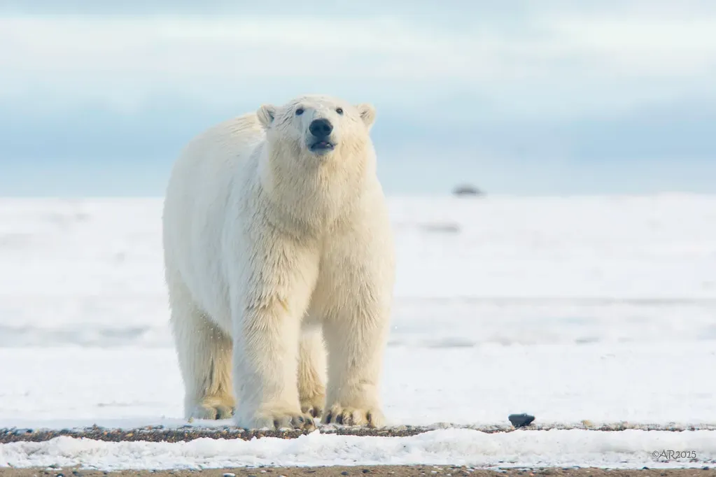 4. Polar Bear: Supreme Ruler of the Arctic (puliarf, Flickr, CC BY 2.0)