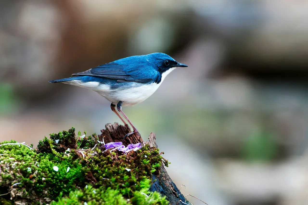 Birds: UV Masters of the Sky (Image Credits: Pixabay)