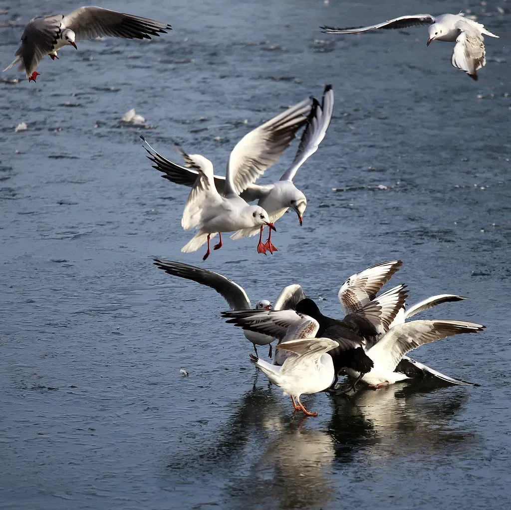 The Mobbing Call: When Small Birds Gang Up on Predators (jenny downing, Flickr, CC BY 2.0)