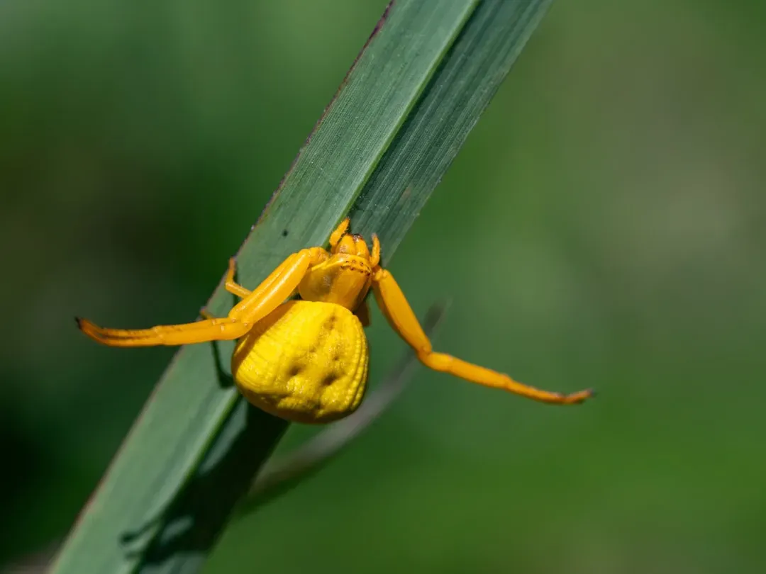 7. The Goldenrod Crab Spider: The Patient Hunter in Disguise (Image Credits: Unsplash)