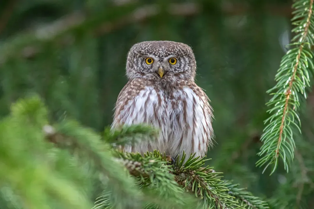 #12 Pisces (February 19 &ndash; March 20): The Northern Pygmy-Owl (Image Credits: Unsplash)