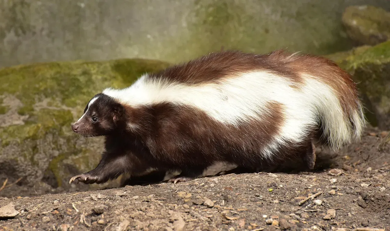 They Enter Torpor Rather Than True Hibernation (Image Credits: Pixabay)