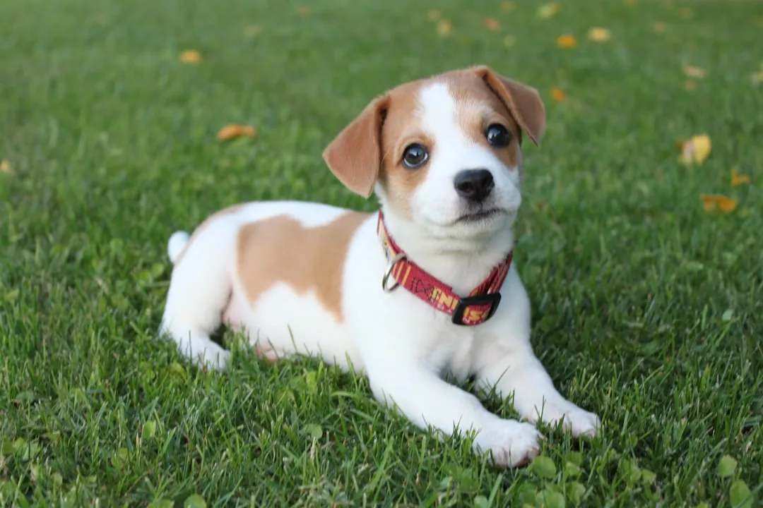 #6 - Jack Russell Terrier (and Similar High-Drive Terriers): Small Dog, Huge Engine (Image Credits: Unsplash)