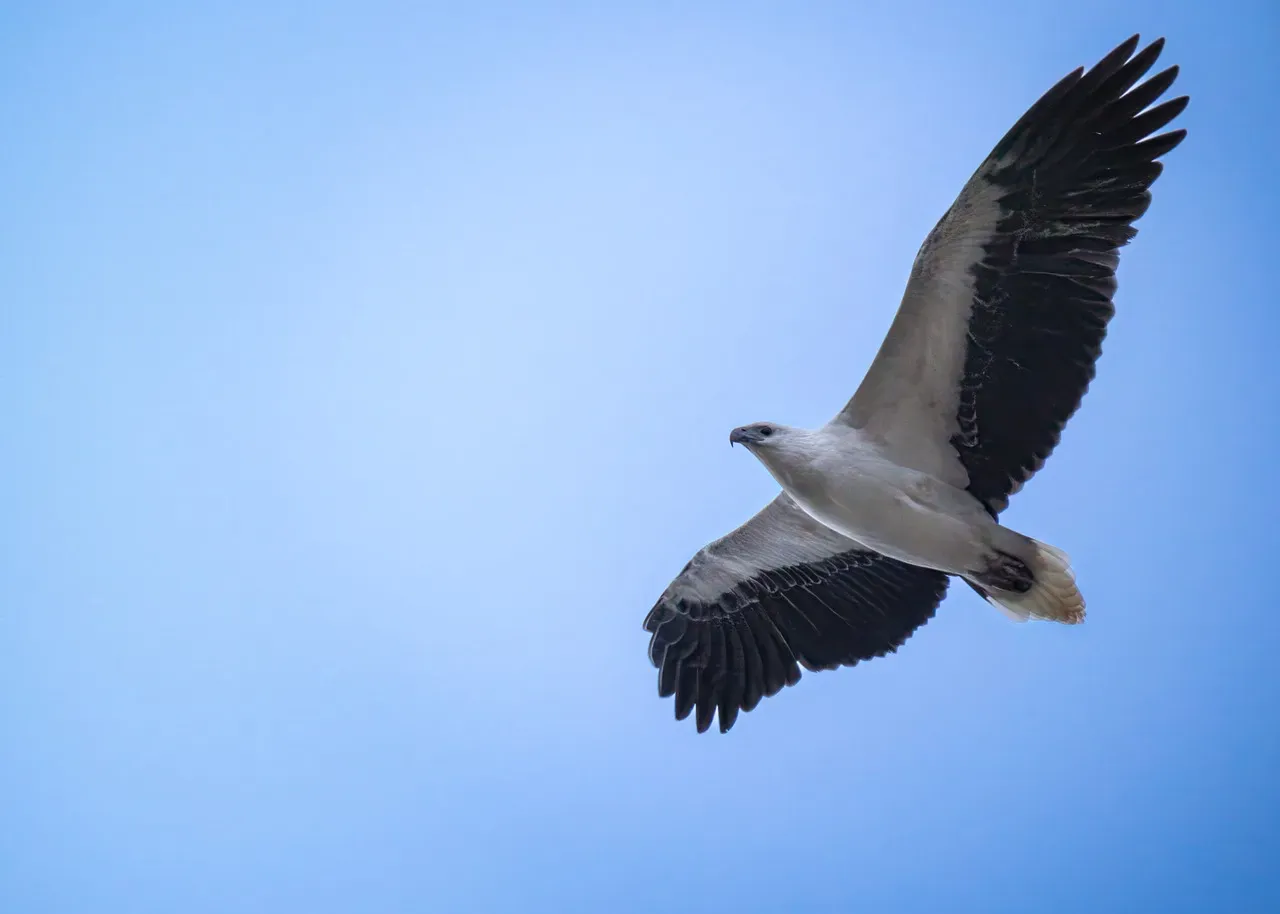 Libra (September 23 &ndash; October 22): The White-Bellied Sea Eagle (Image Credits: Pixabay)