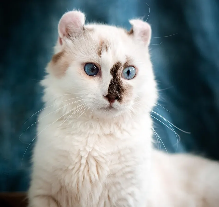 #27 - American Curl (Image Credits: Pixabay)
