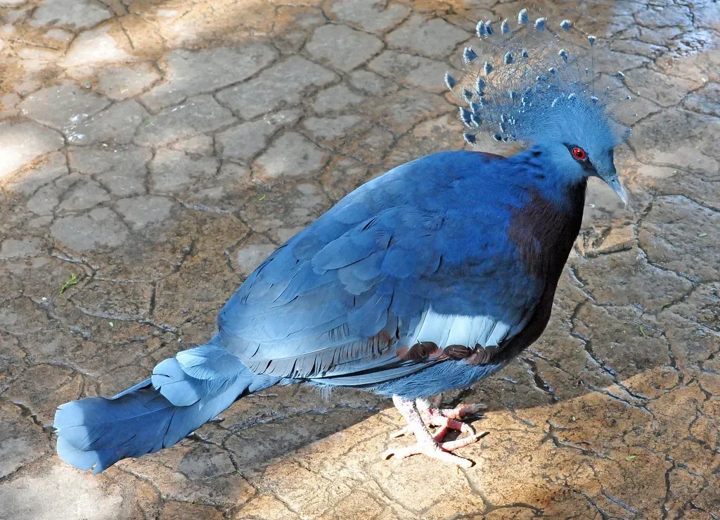 Blue-Crowned Pigeon: Regal in Blue (Image Credits: Flickr)