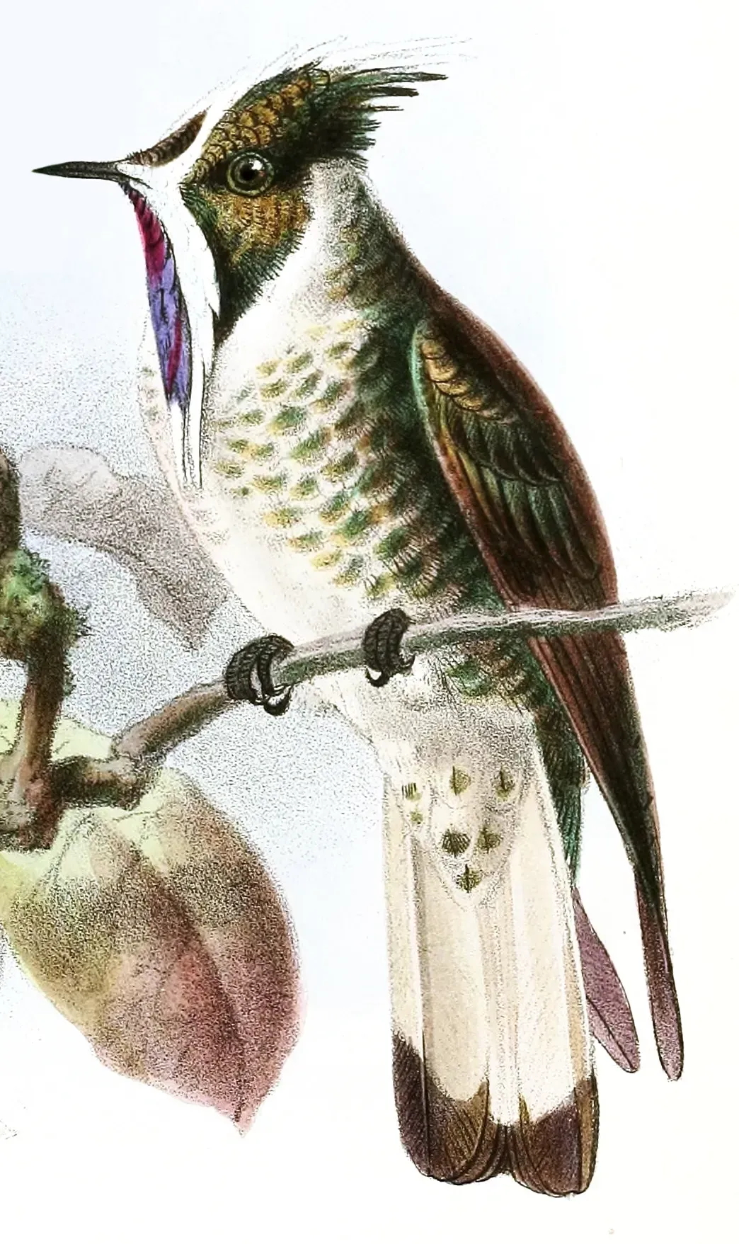 The Blue-Bearded Helmetcrest: Missing for Nearly 70 Years (Image Credits:  Blue-Bearded Helmetcrest: John Gerrard Keulemans, Public domain, via Wikimedia Commons)