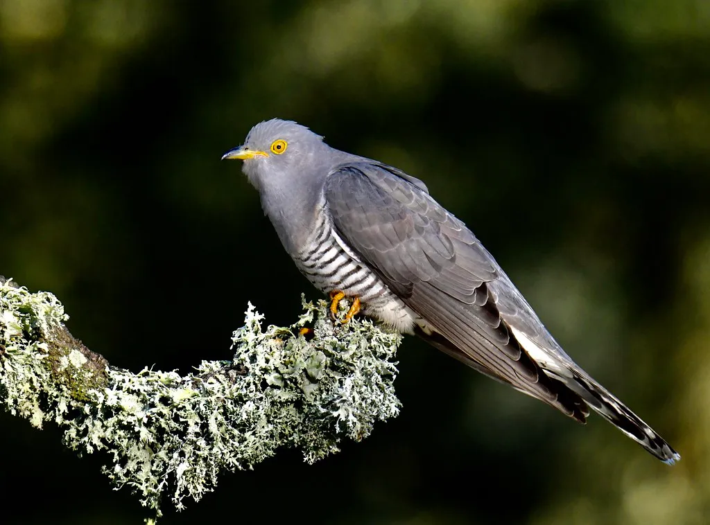 #5 - The Cuckoo's Early Return Hides a Darker Story (Luiz Lapa, Flickr, CC BY 2.0)
