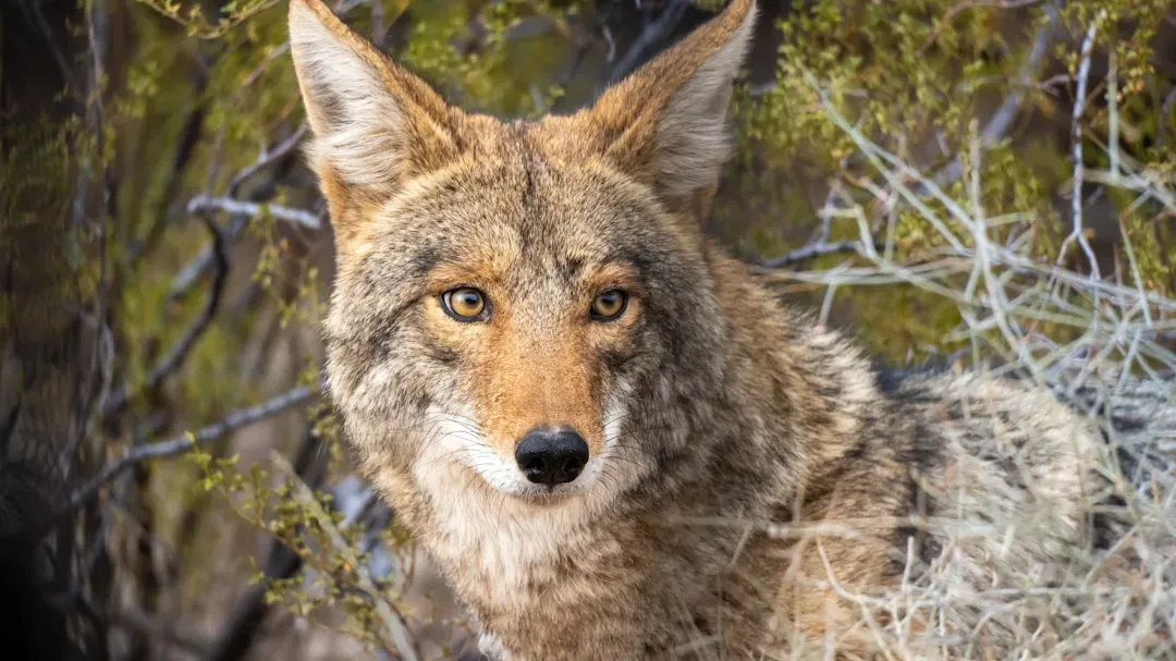 15. Tucson, Arizona: Desert Wildlife at the Urban Edge (Image Credits: Unsplash)