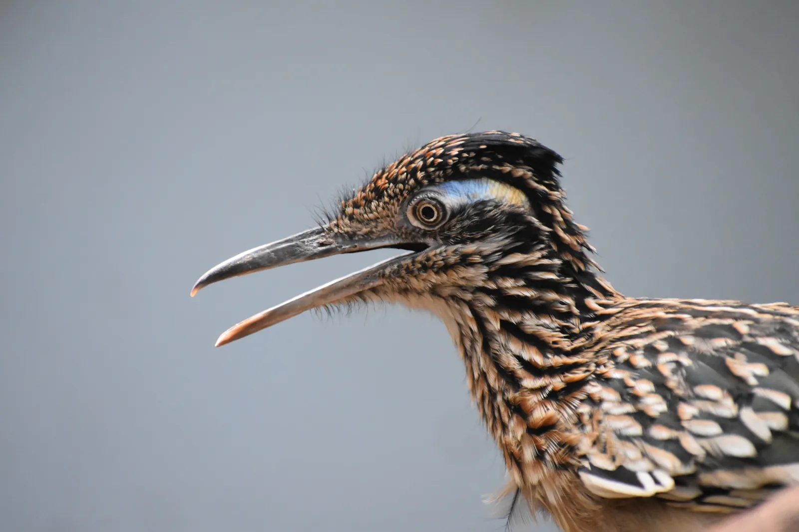 #2 They Are Fierce Predators, Not Gentle Seed-Eaters (By lwolfartist, CC BY 2.0)