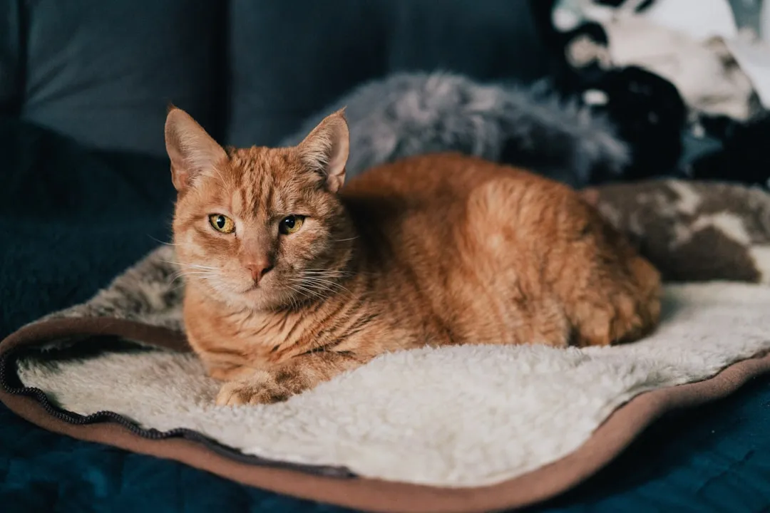 #2 - More Warm, Soft Sleeping Spots (Image Credits: Unsplash)