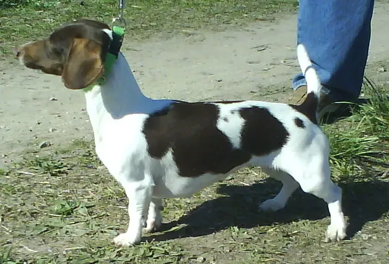 Piebald Dachshund: The Cow-Spotted Sausage (Image Credits: Wikimedia)