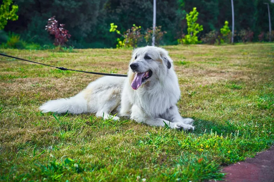 #13 - Great Pyrenees (as a Suburban Family Dog) (Image Credits: Pexels)