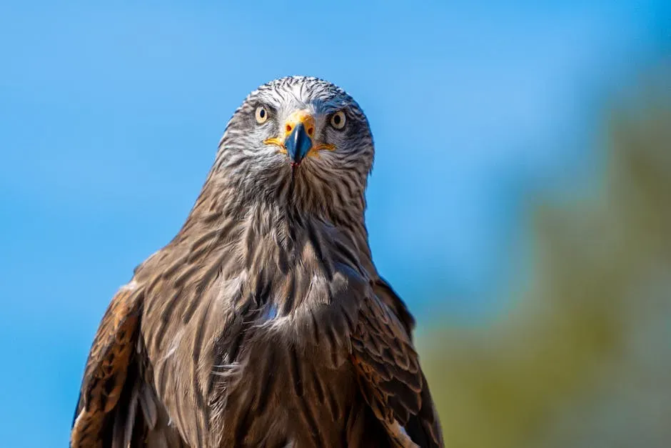 #1: The Original Had an Excuse for Getting Feathers Wrong - Jurassic World Didn't (Image Credits: Pexels)