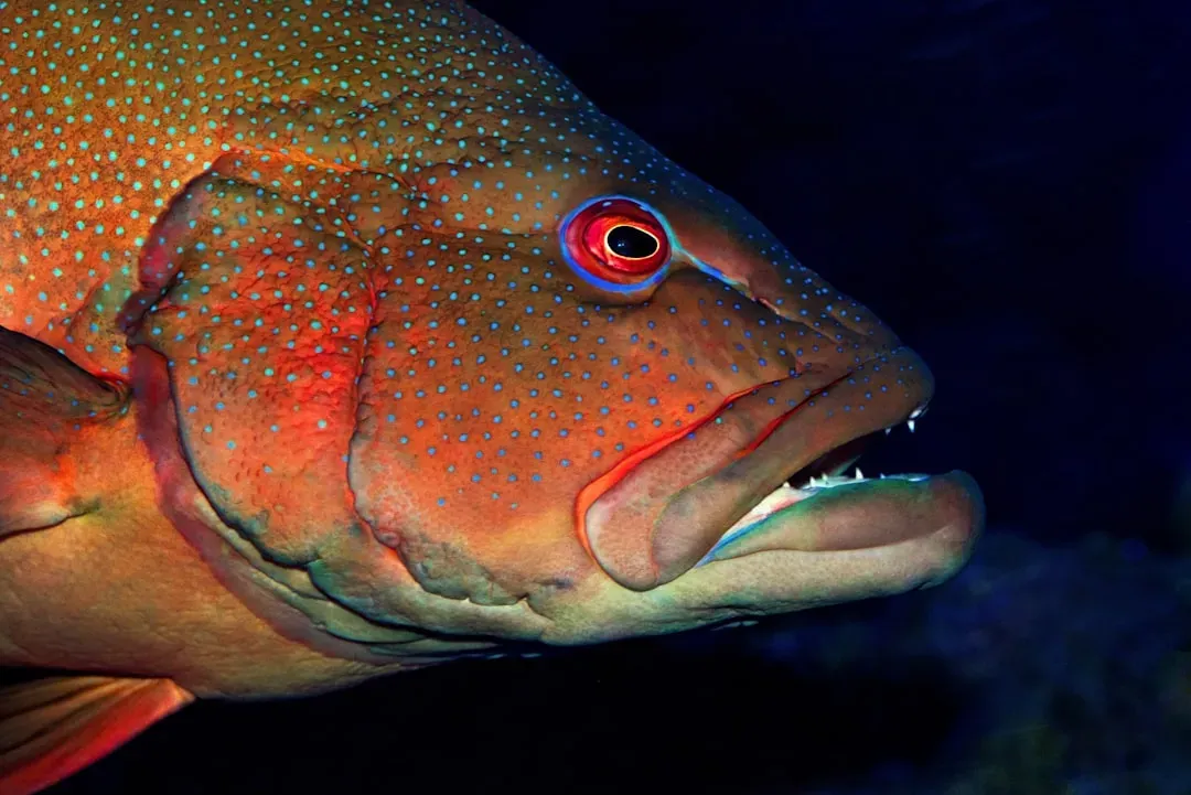 Rough Eye Rockfish (Image Credits: Unsplash)