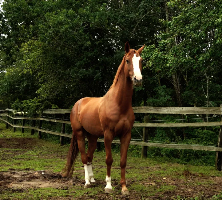 #8 - Hanoverian (Image Credits: Pexels)