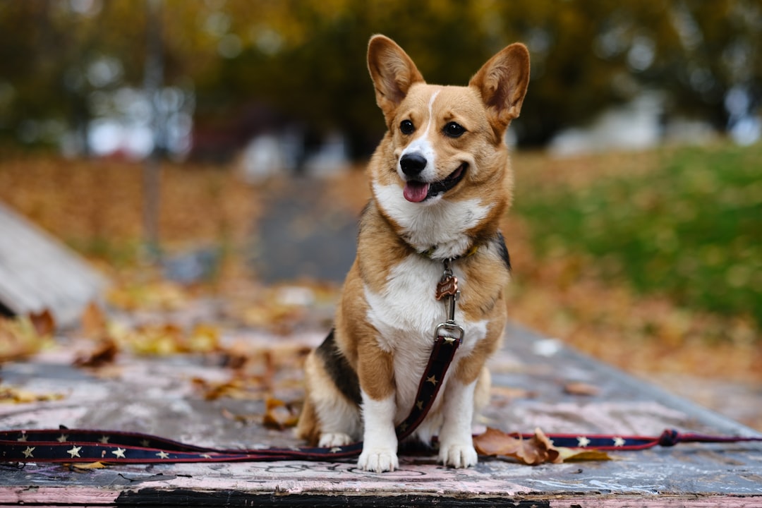 #13. Pembroke Welsh Corgi (Image Credits: Unsplash)