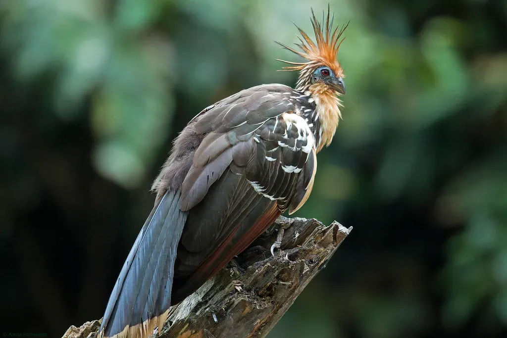 An Evolutionary Orphan: Where Does the Hoatzin Even Belong? (Aaron Pomerantz, Flickr, CC BY 2.0)