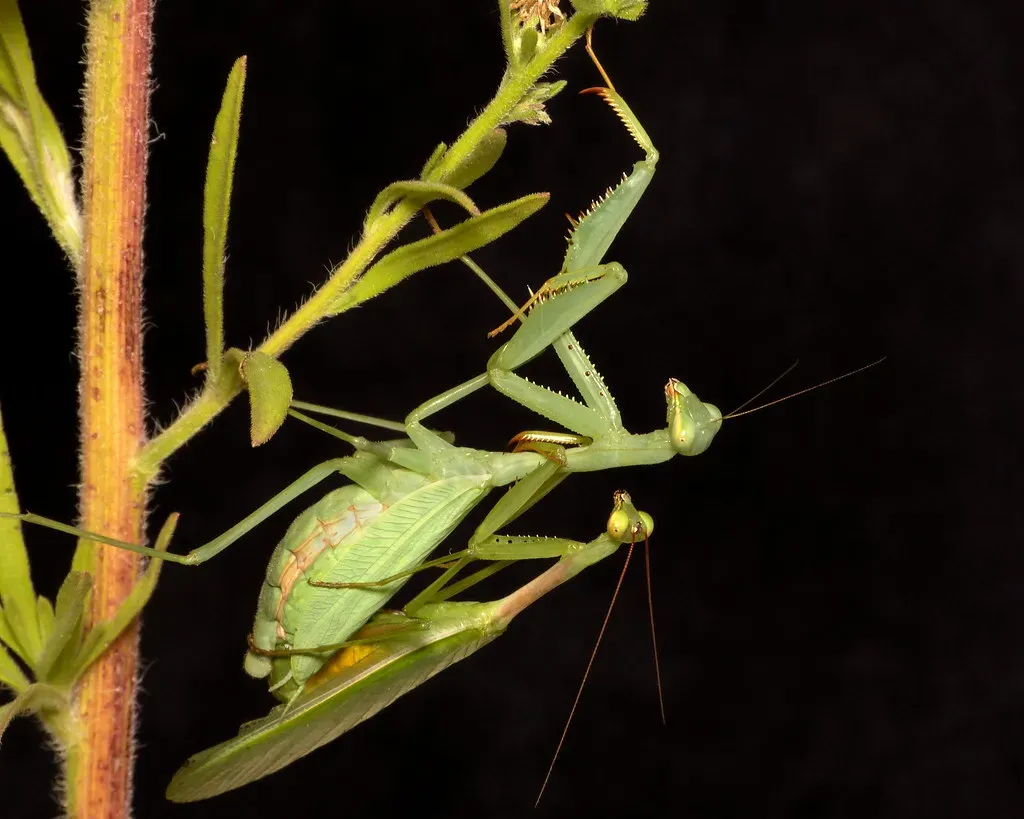 The Praying Mantis: A Deadly Game of Romance (Image Credits: Flickr)