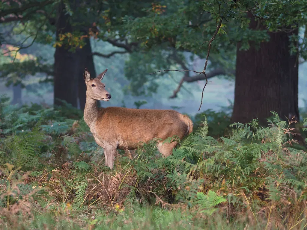 The Deer: Grace, Gentleness, and Quiet Strength (Ungry Young Man, Flickr, CC BY 2.0)