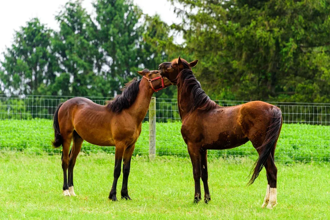 #6 - Standardbreds (Image Credits: Unsplash)