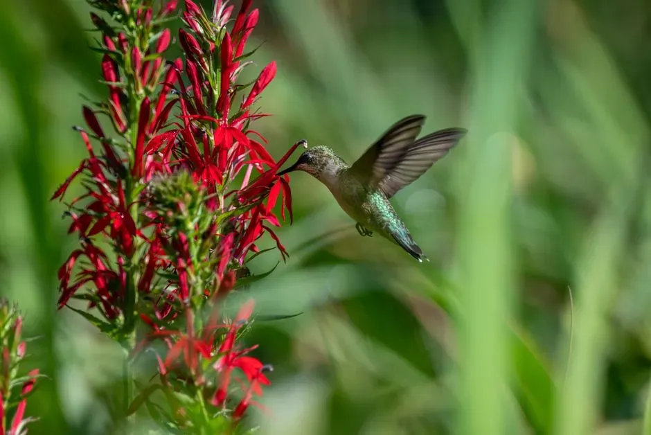 #5 – They Abandon Spring Favorites and Fixate on Late-Blooming Plants (Image Credits: Pexels)
