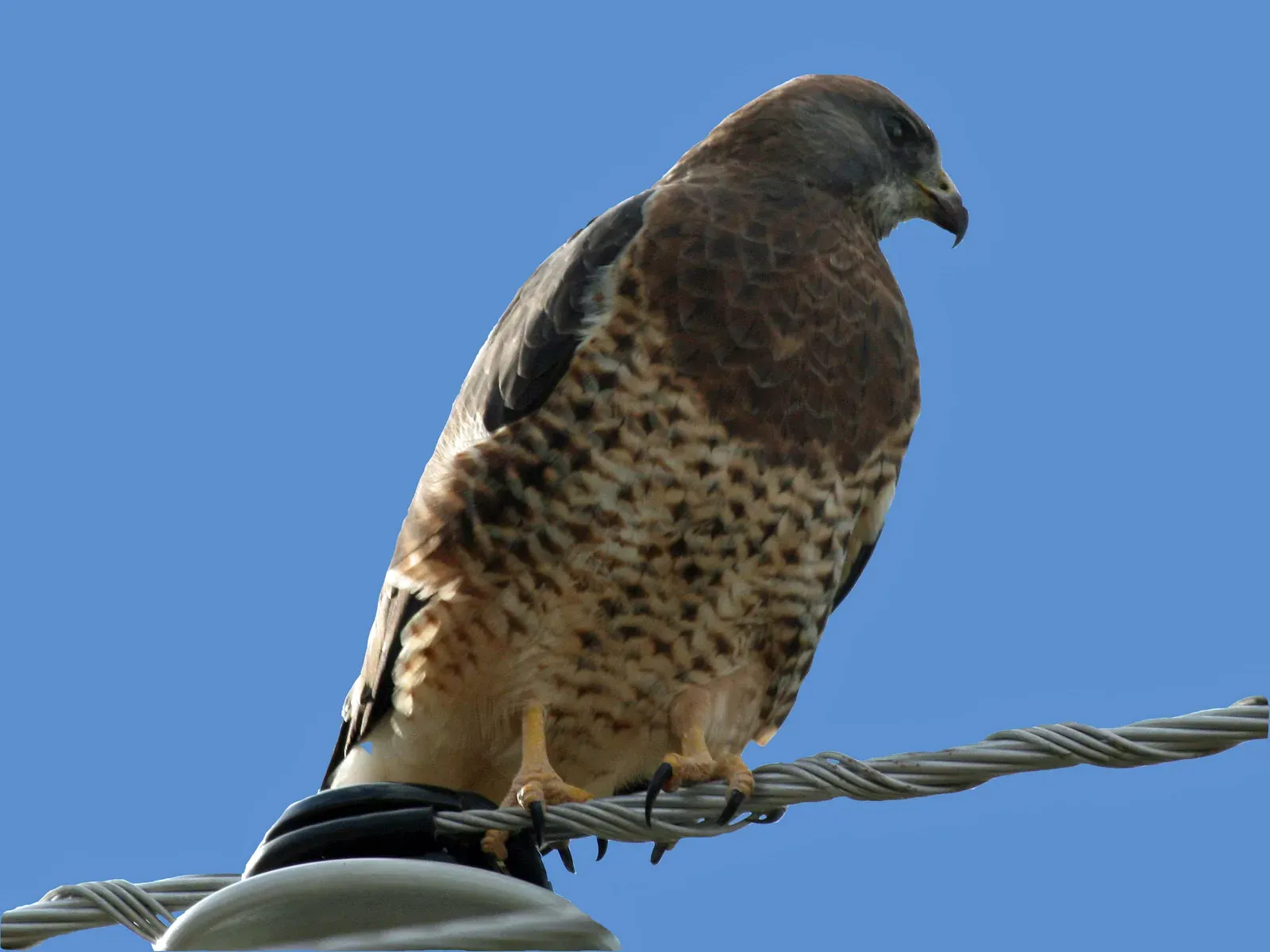 The Swainson's Hawk: The Grasshopper-Chasing Raptor (Image Credits: Wikimedia)