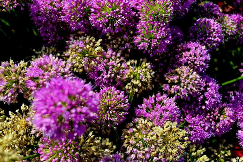 6. Ornamental Alliums: Pretty Fireworks with a Garlic Attitude (Image Credits: Pexels)