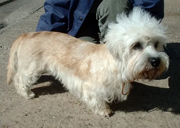 #5 - Dandie Dinmont Terrier: So Rare Even Dog People Don't Know It (By en:User:Sannse, CC BY-SA 3.0)