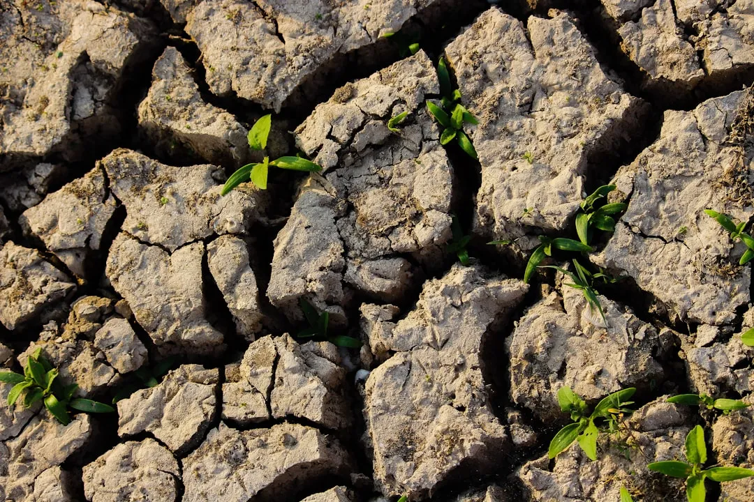 5. Overwatering or Poor Drainage (Image Credits: Unsplash)