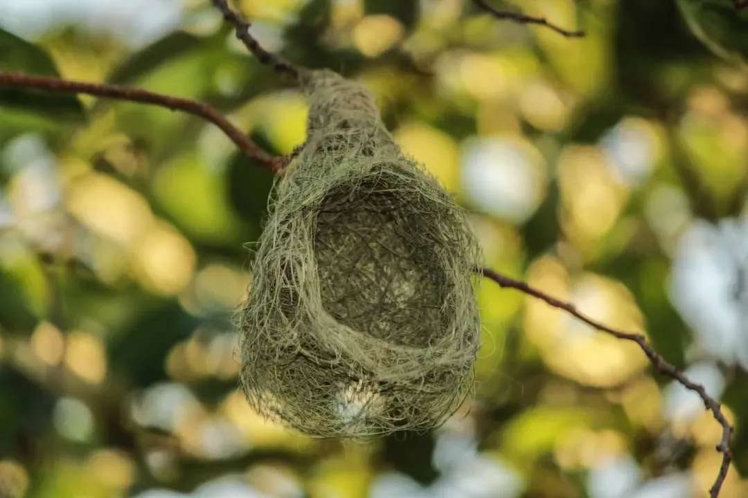 Tailorbirds That Literally Sew Their Homes Together (Image Credits: Unsplash)