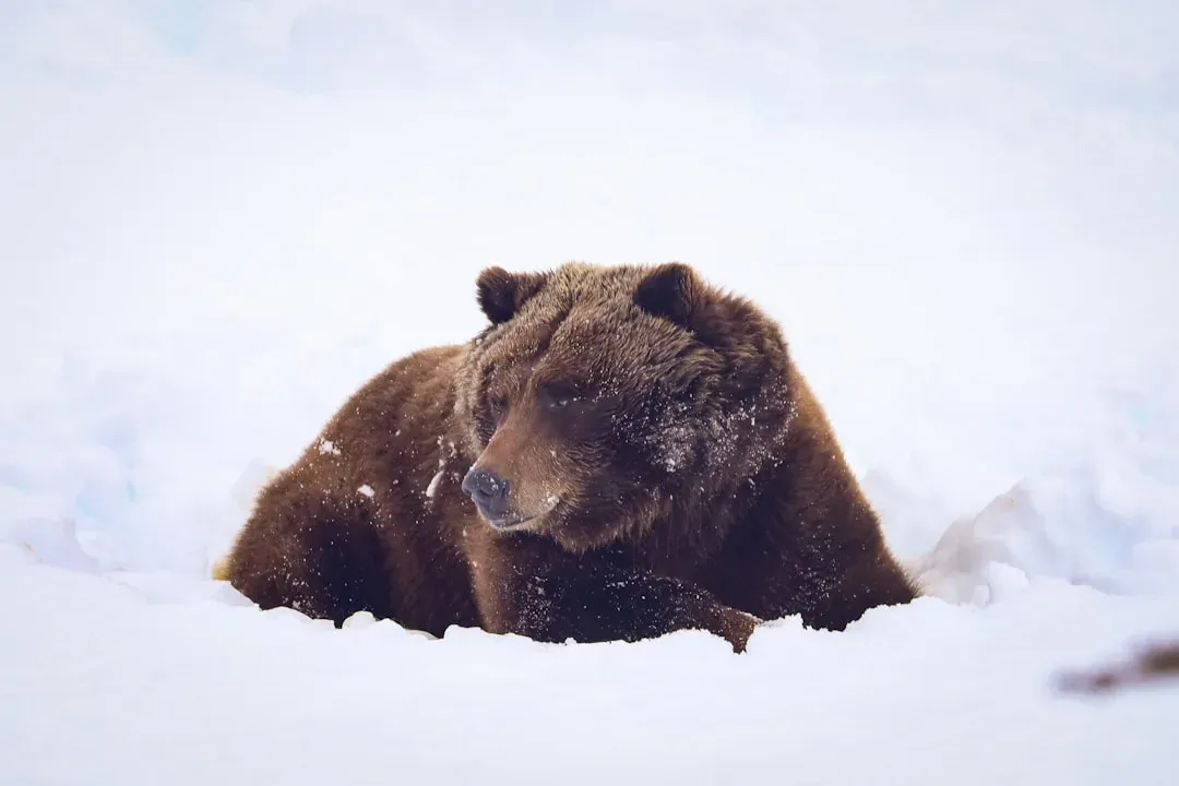Cancer: The Grizzly Bear (Image Credits: Unsplash)