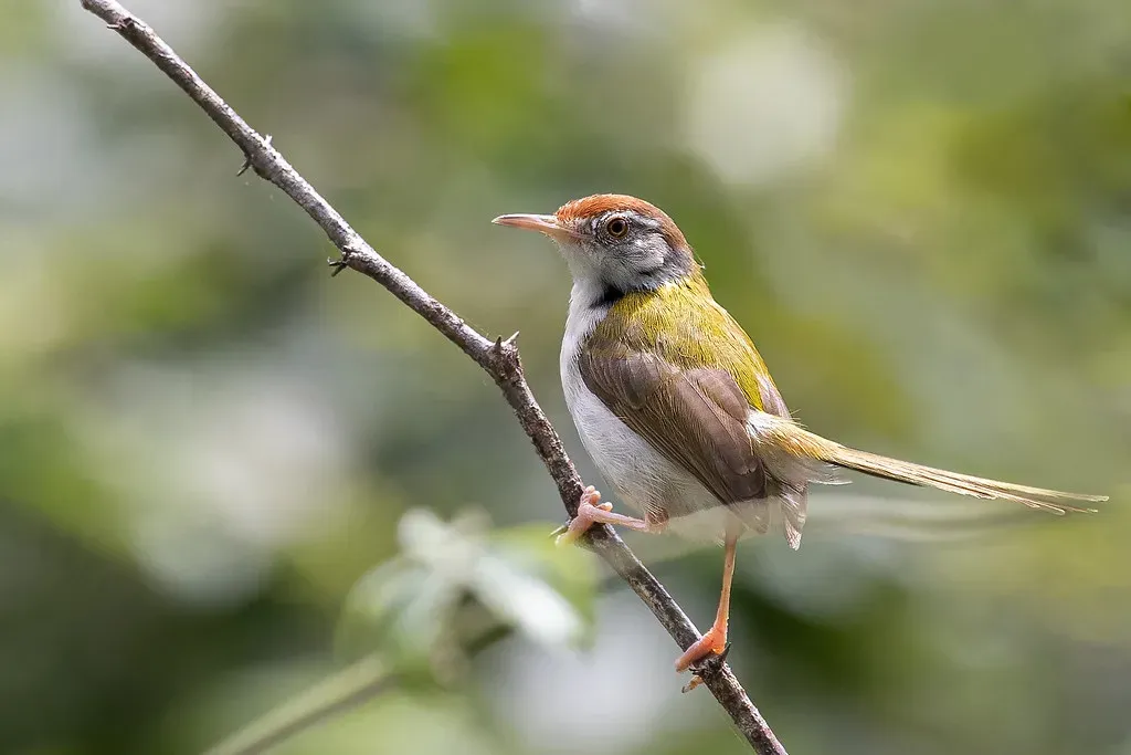 Tailorbird: Sewing a Nest with a Bill (Hari K Patibanda, Flickr, CC BY 2.0)