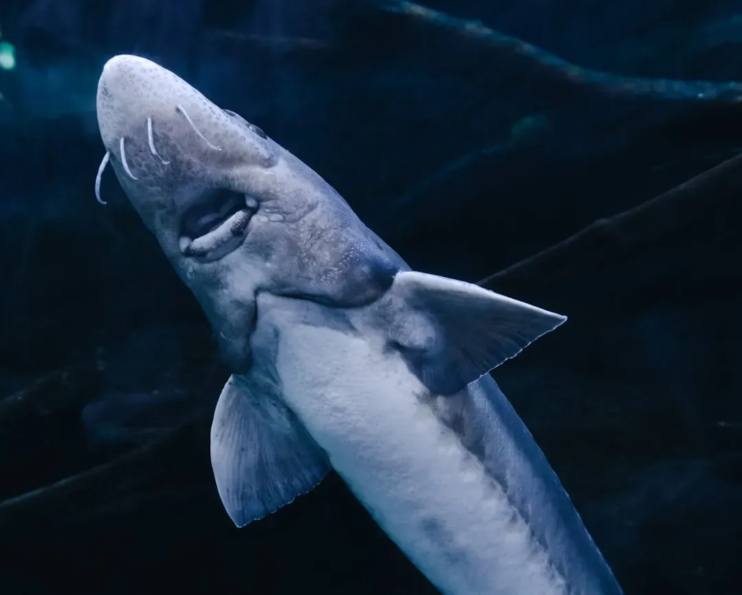 1. The Greenland Shark: The Oldest Living Vertebrate on Earth (Image Credits: Unsplash)