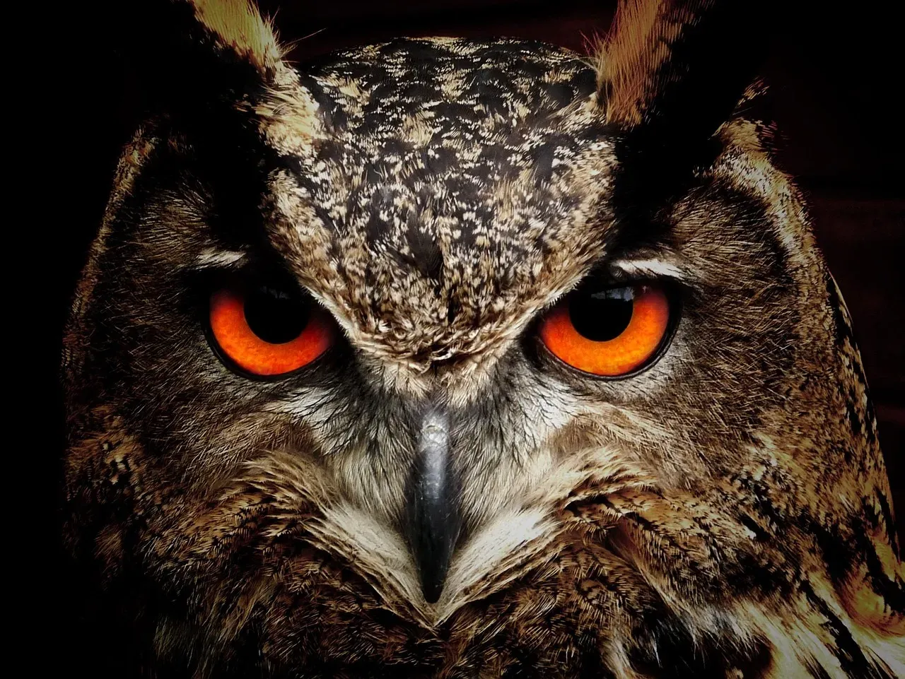 The Quantum Compass Hidden in a Bird's Eye (Image Credits: Pixabay)