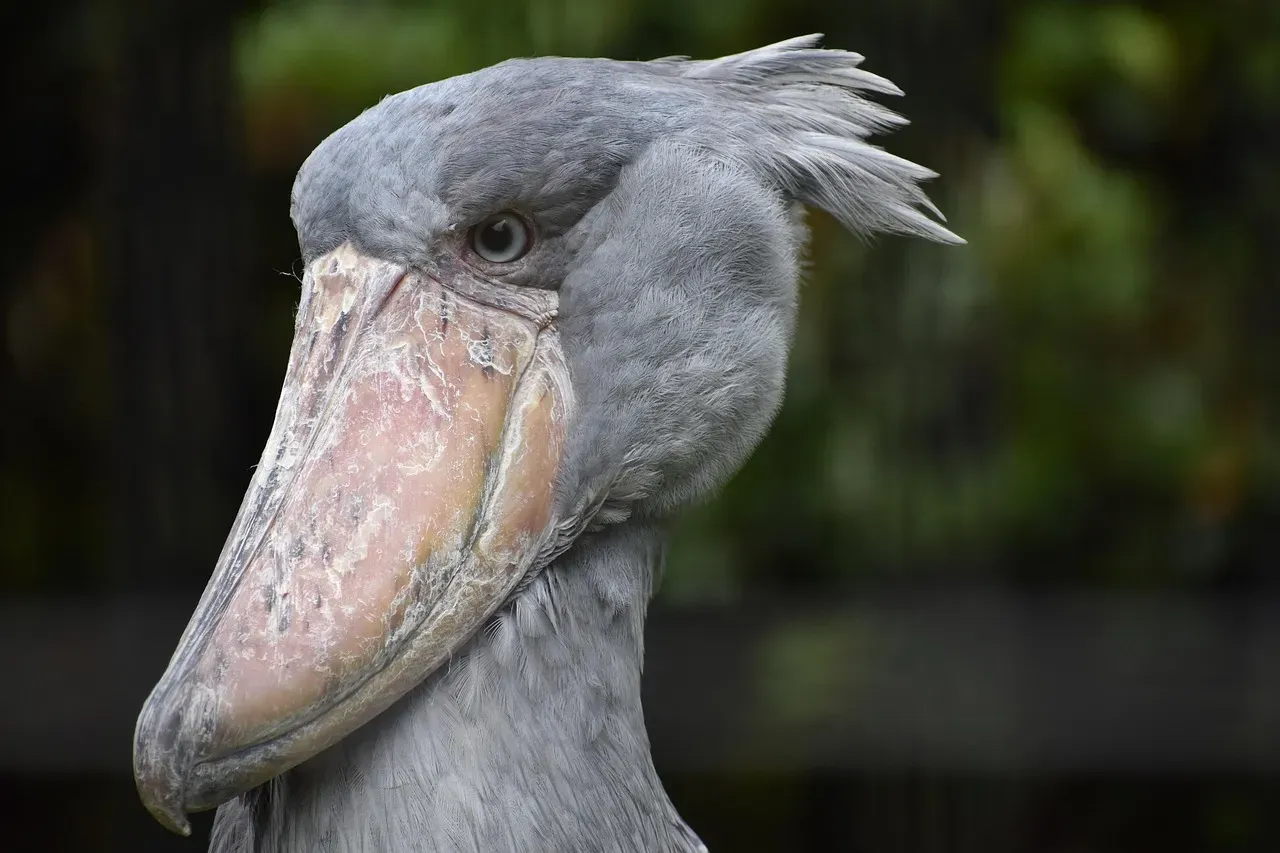 #10: The Shoebill Is Running Out of Time (Image Credits: Pixabay)