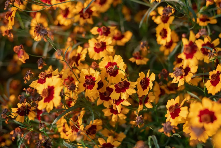 3. Coreopsis: The Cheerful Workhorse of Summer (Image Credits: Pexels)