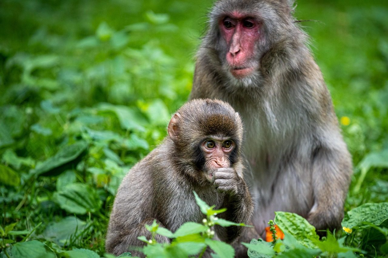 Virgo: The Meticulous Macaque (Image Credits: Pixabay)