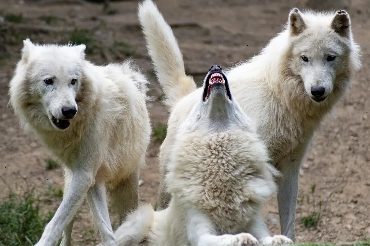 2. The Dire Wolf: Already Brought Back from the Dead (Image Credits: Pixabay)