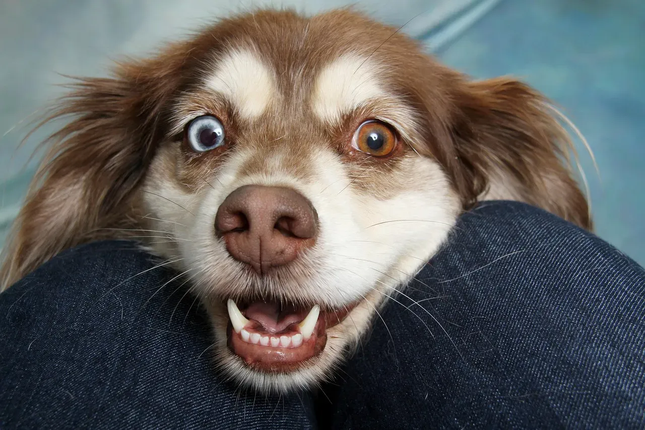 Conclusion: Your Dog Is Always Talking. Are You Listening? (Image Credits: Pixabay)