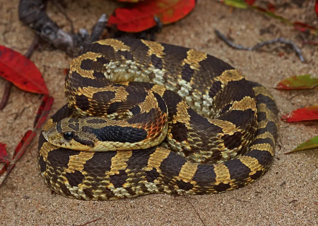 The Eastern Hognose Snake: Oscar-Worthy Death Performance (2ndPeter, Flickr, CC BY 2.0)